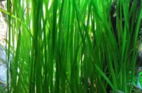 Vallisneria Americana