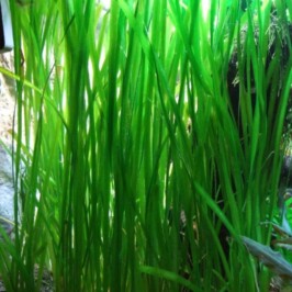 Vallisneria Americana