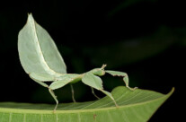 Walking Leaf