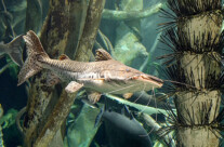 White Catfish