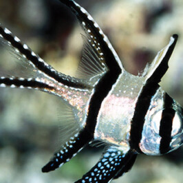 Zebra Cardinal