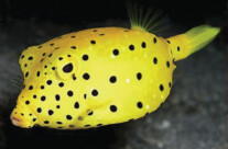 Box Fish