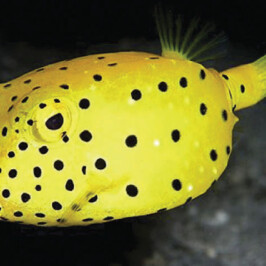 Box Fish