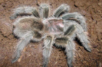 Chilean Rose Tarantula