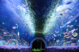 Via Aquarium New York