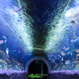 Via Aquarium New York