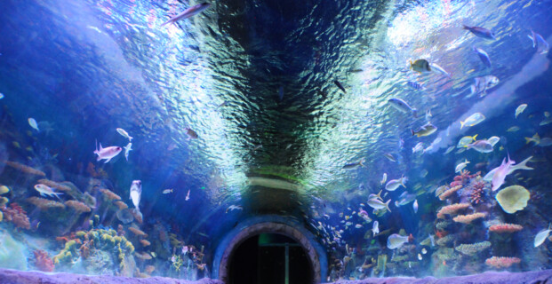 Via Aquarium New York
