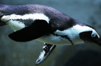 African Penguin