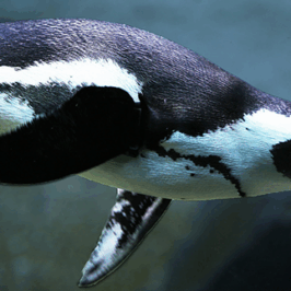 African Penguin