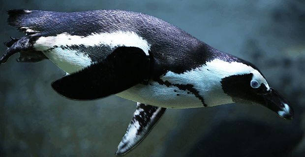 African Penguin
