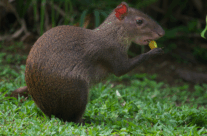 Agouti