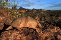 Armadillo