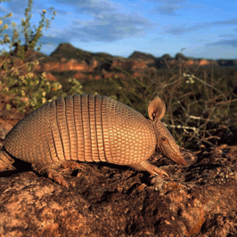 Armadillo