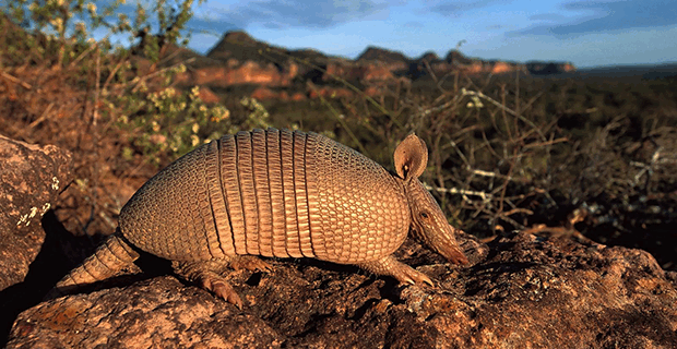Armadillo
