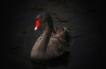 Black Swan