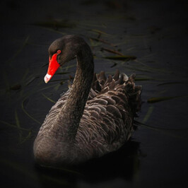 Black Swan