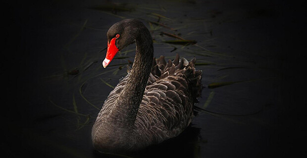 Black Swan