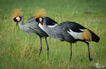 Black Crowned Crane