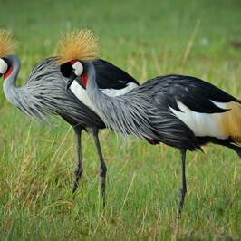 Black Crowned Crane