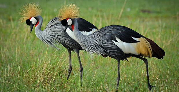 Black Crowned Crane