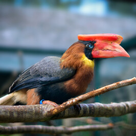 Luzon Rufous Hornbill