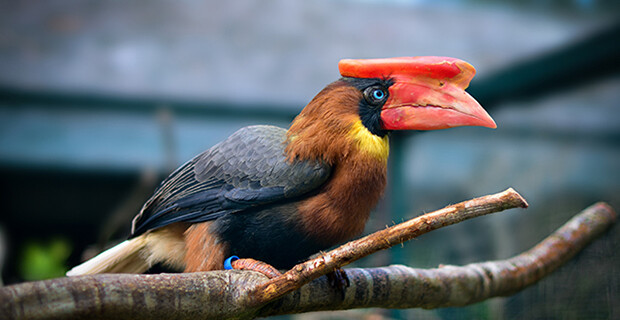 Luzon Rufous Hornbill