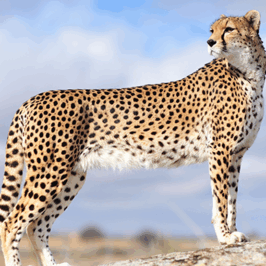 Cheetah