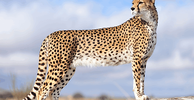 Cheetah