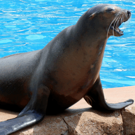 California Sea Lion