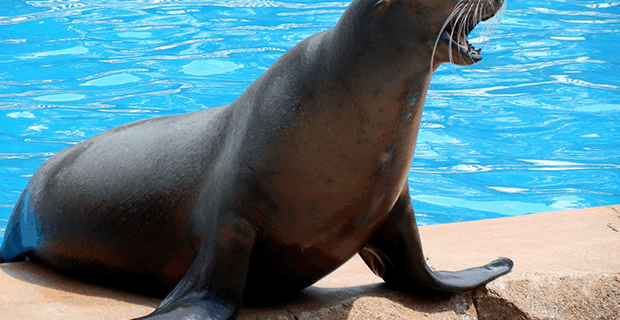 California Sea Lion