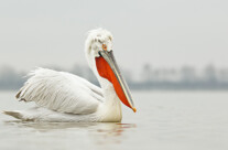 Dalmatian Pelican