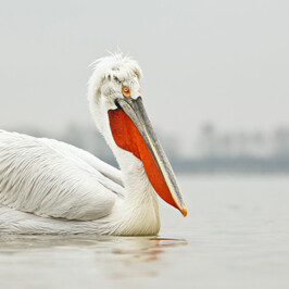 Dalmatian Pelican