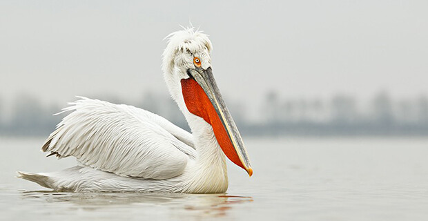 Dalmatian Pelican