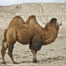 Domestic Bactrian Camel