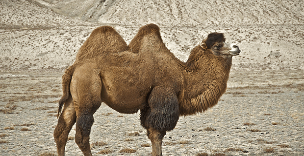 Domestic Bactrian Camel