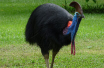 Double Wattled Cassowary