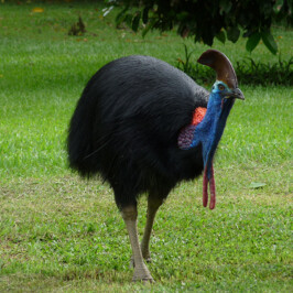 Double Wattled Cassowary