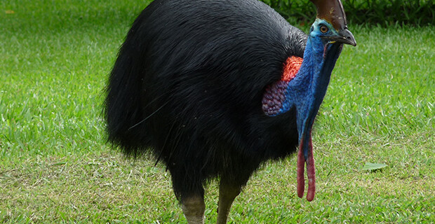 Double Wattled Cassowary