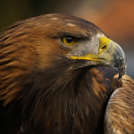 Eagle