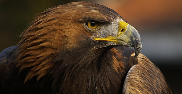Eagle