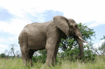 Elephant