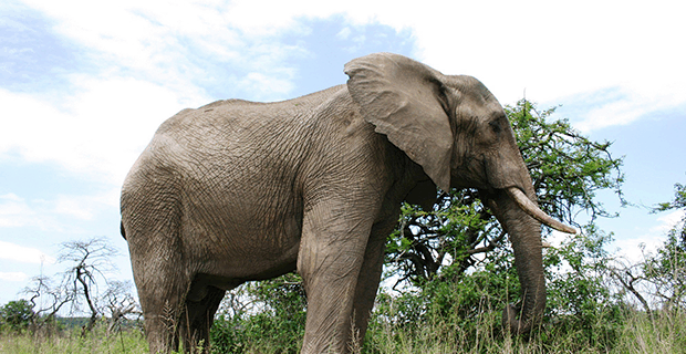 Elephant