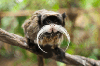 Emperor Tamarin