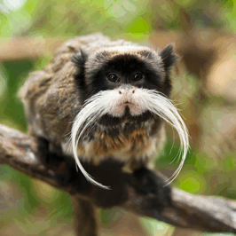 Emperor Tamarin