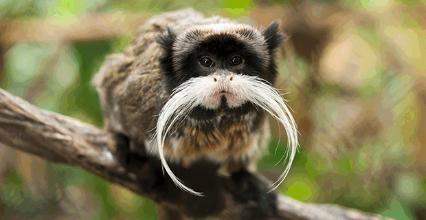Emperor Tamarin