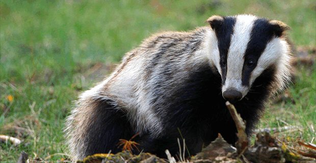 European Badger