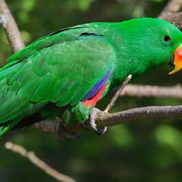 Eclectus Parrot