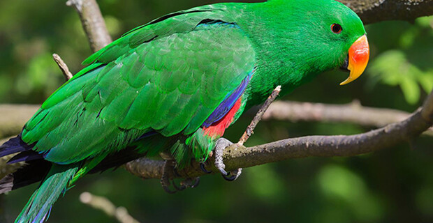 Eclectus Parrot