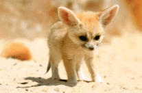 Fennec Fox