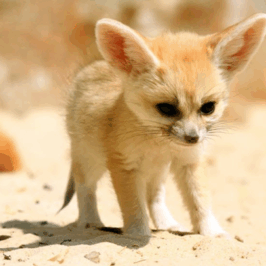Fennec Fox
